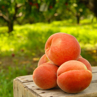 Peach Mountain Japanese – Garden Fruit Seeds