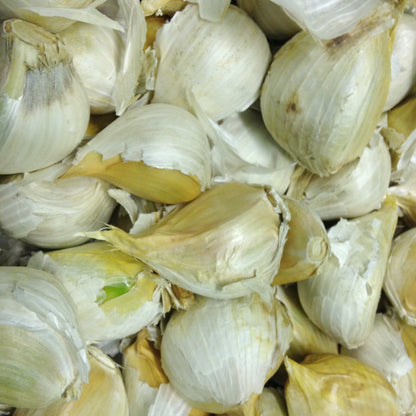 Elephant Garlic Allium – Vegetable Garden Seeds