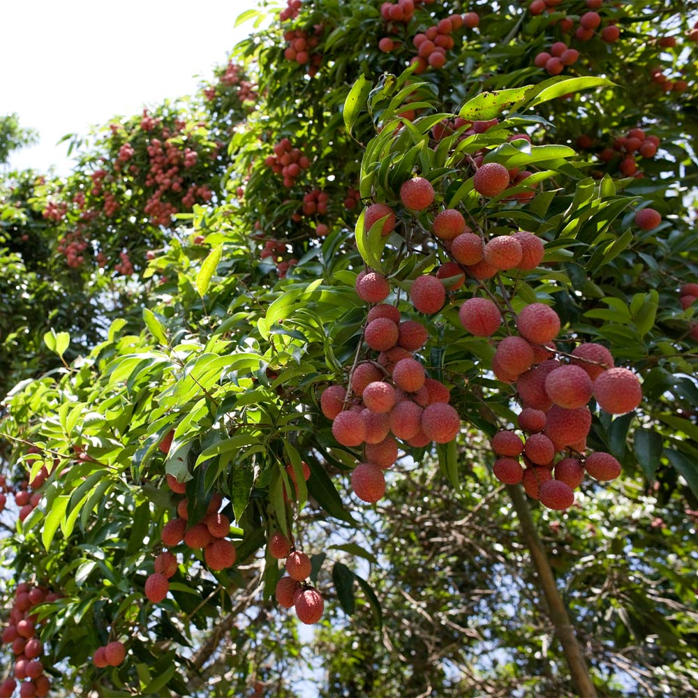 Emperor Lychee Seeds for Planting – Heirloom, Non-GMO, Litchi chinensis, Easy to Grow