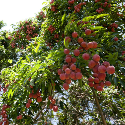 Emperor Lychee Seeds for Planting – Heirloom, Non-GMO, Litchi chinensis, Easy to Grow