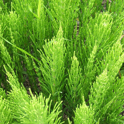 Equisetum arvense – Field Horsetail Plant for Landscaping