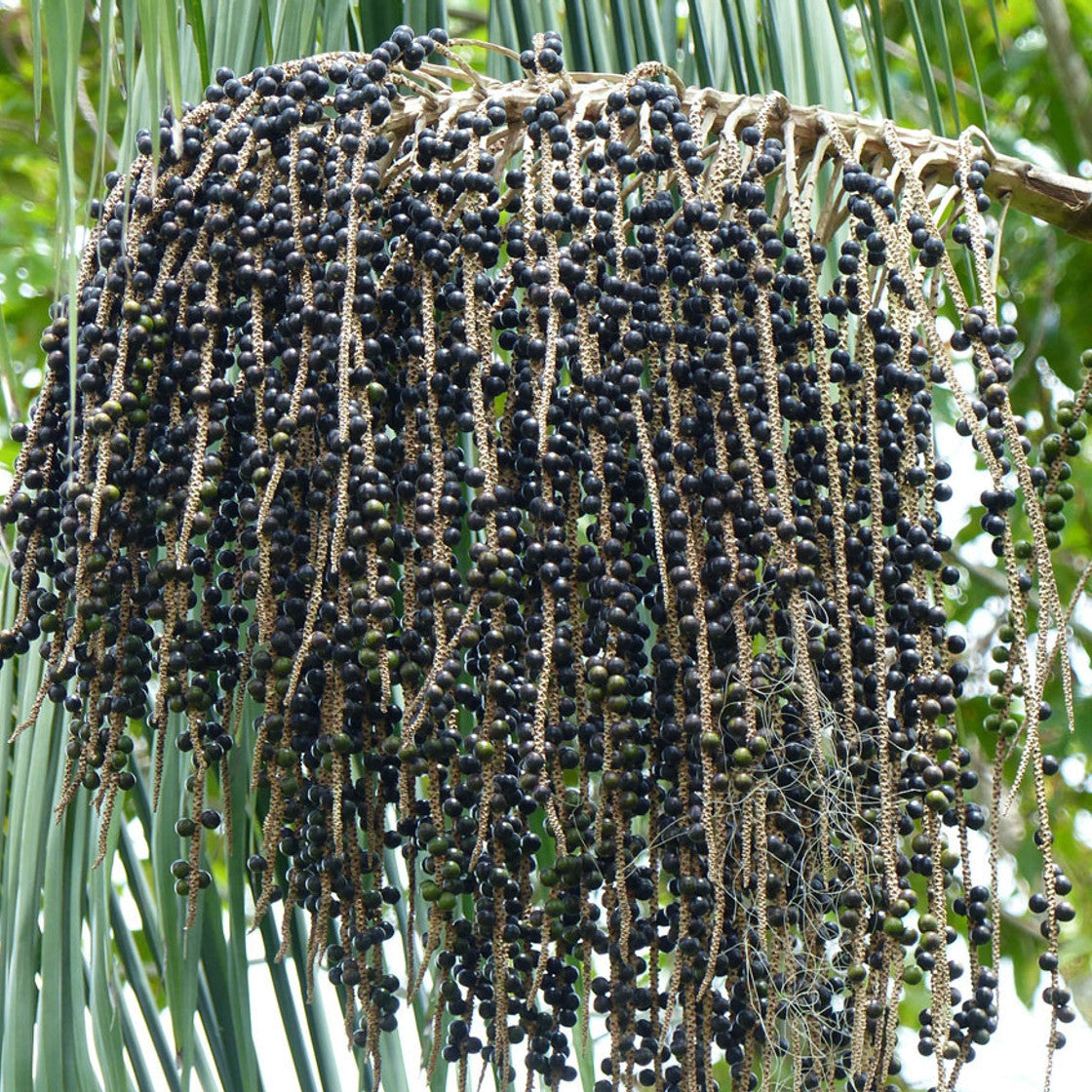 Açaí Berry Seeds Euterpe Oleracea Superfruit Palm Grow Your Own Açaí Tree