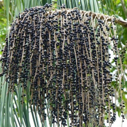 Açaí Berry Seeds Euterpe Oleracea Superfruit Palm Grow Your Own Açaí Tree