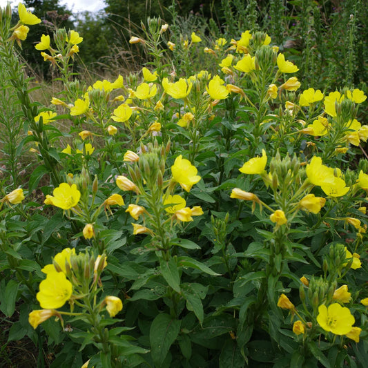 Evening Primrose – Hardy Wildflower Garden Seeds