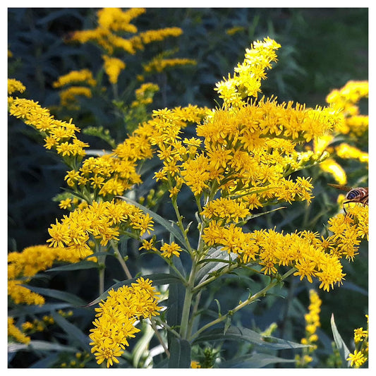 Stiff Goldenrod Solidago – Hardy Wildflower Garden Seeds