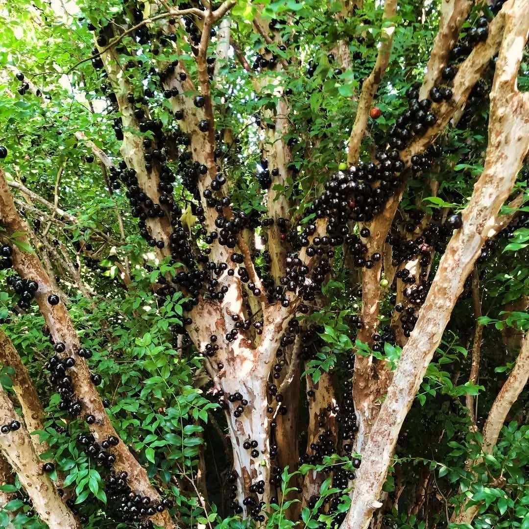 Jaboticaba Tree (Plinia cauliflora) Seeds for Planting – Heirloom, Non-GMO, Tropical Variety, Easy to Grow, Suitable for Containers