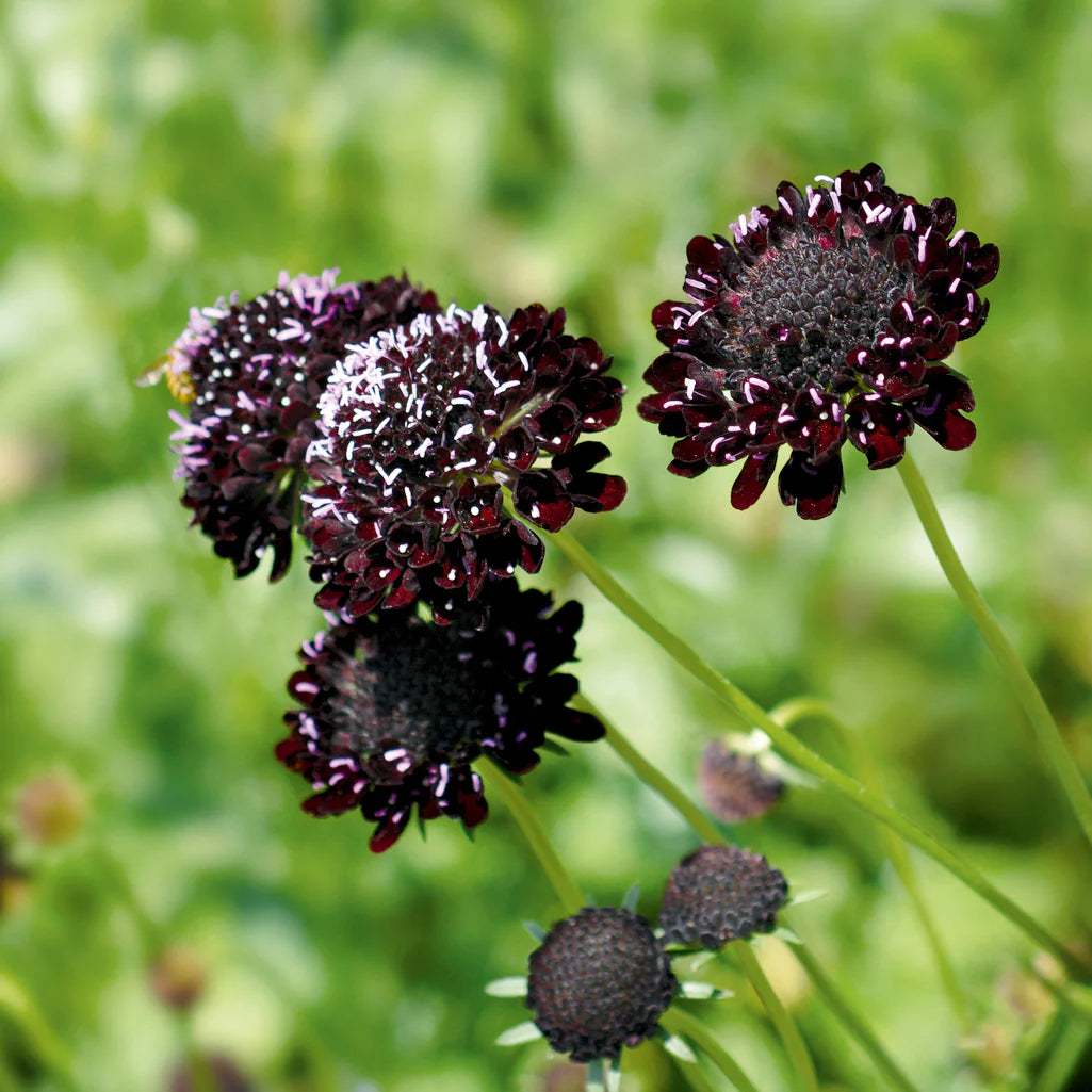 Ornamental Black Knight – Annual Flower Seeds