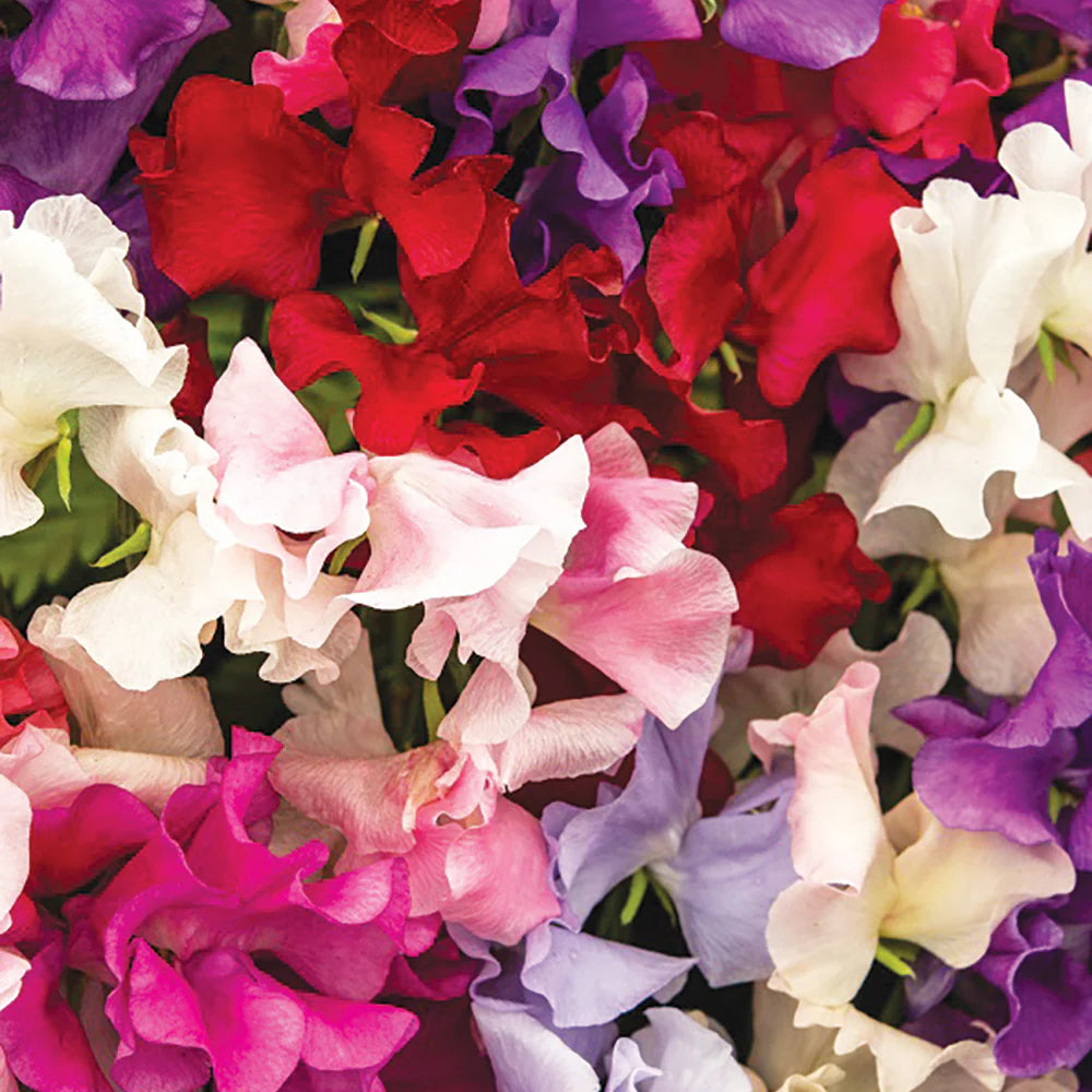 Mammoth Mixed Sweet Pea – Colorful Wildflower Garden Seeds