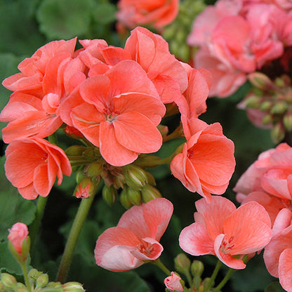 Geranium Horizon Deep Salmon Seeds Vibrant Coral Blooms Compact & Early-Flowering Variety