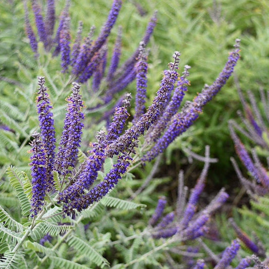 Lead Plant – Hardy Wildflower Garden Seeds