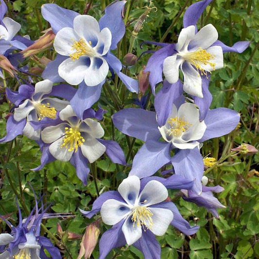 Blue Rocky Mountain Columbine – Hardy Wildflower Seeds