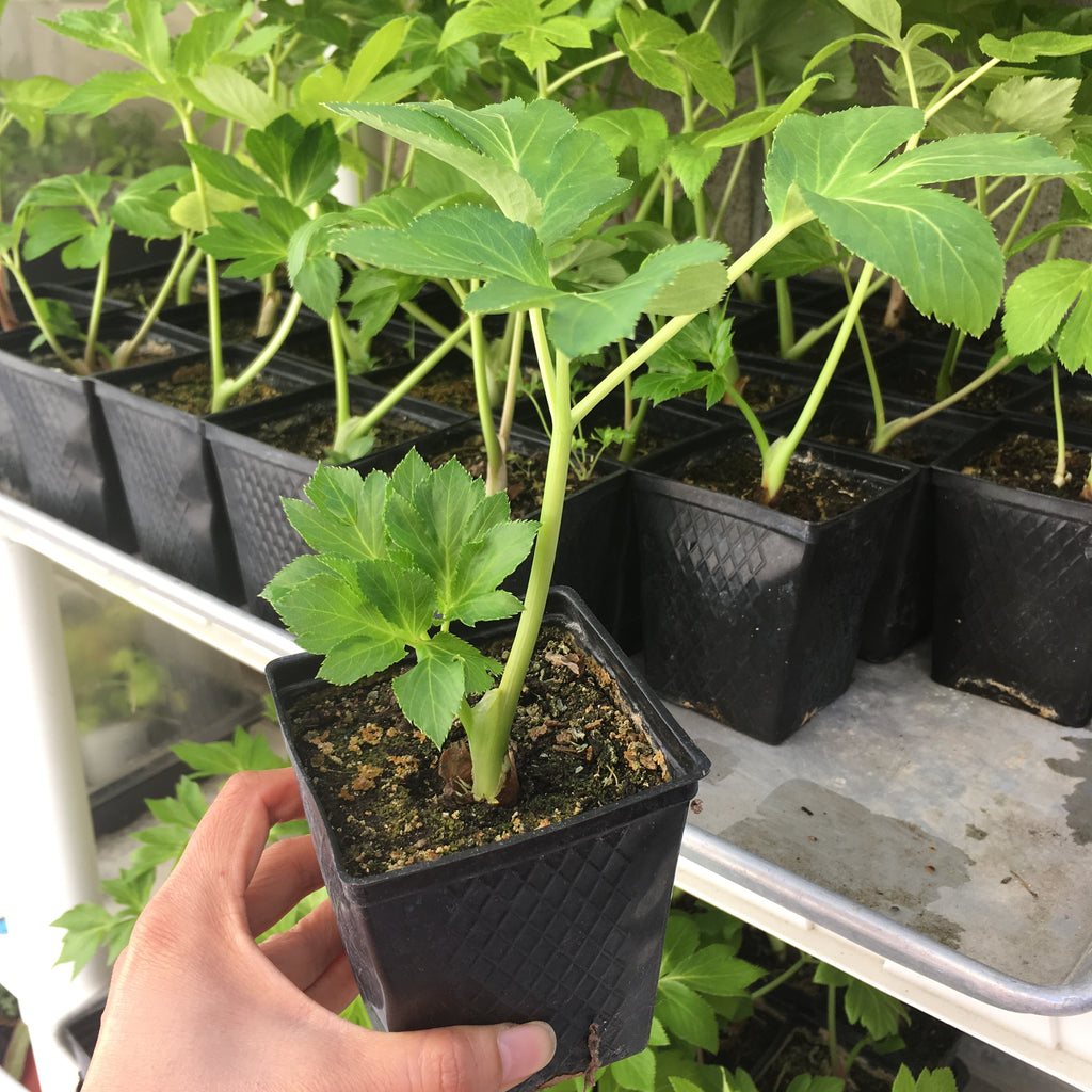 Fresh Ashitaba Seeds Tomorrow’s Leaf, Tested Angelica Keiskei for Organic Planting