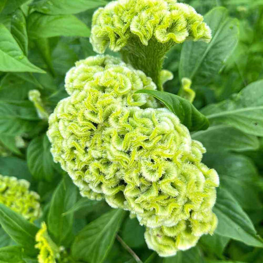 Celosia Lime Green – Annual Flower Seeds