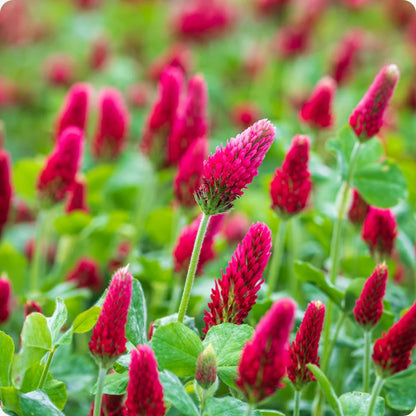 Clover Trifolium Incarnatum – Crimson Red Garden Seeds