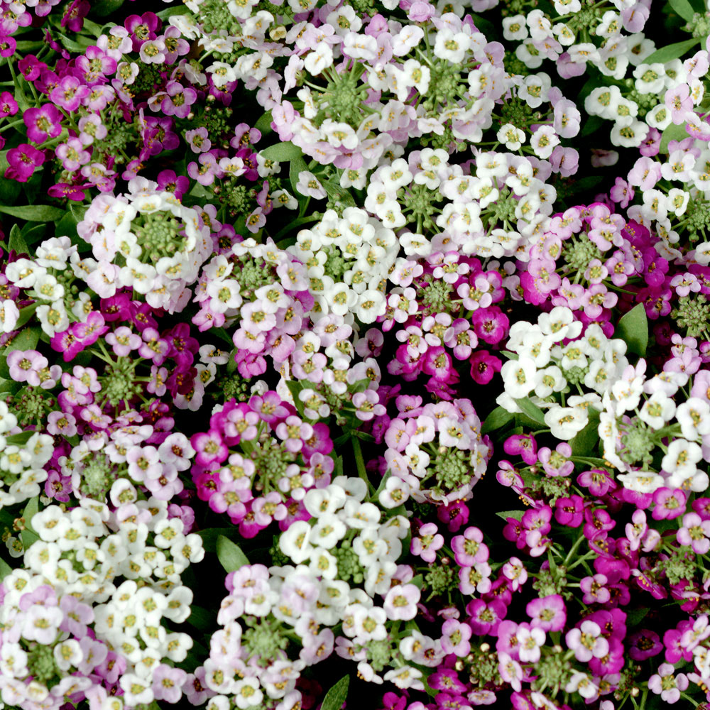 Clear Crystal Alyssum – Mixed, Perennial Flower Seeds