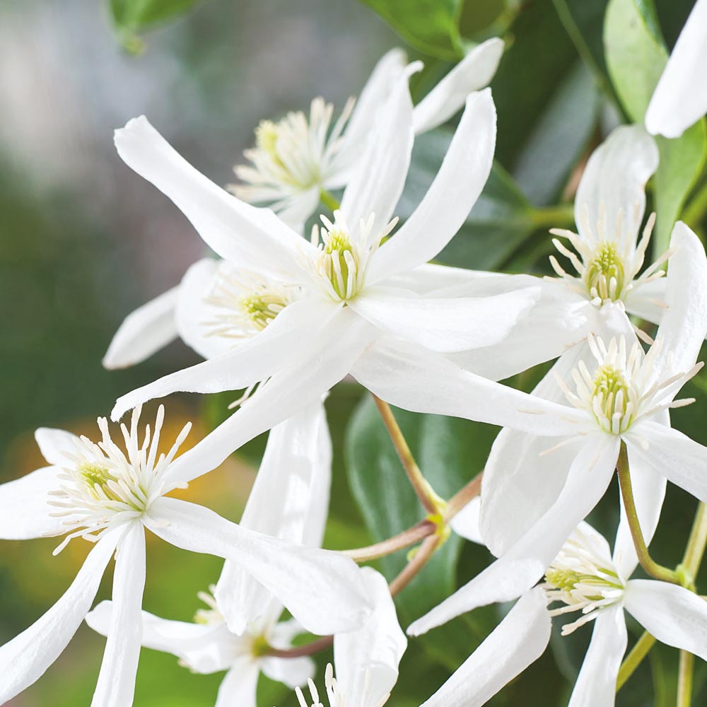 Clematis ‘Snowdrift’ Flower Seeds – Heirloom, Non-GMO, White Blooming Climbing Variety