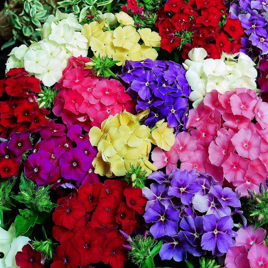 Mixed Annual Phlox – Colorful Wildflower Garden Seeds