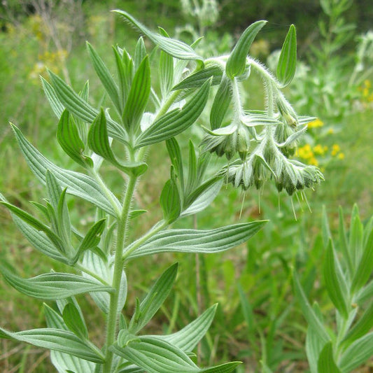 Marbleseed – Hardy Wildflower Garden Seeds