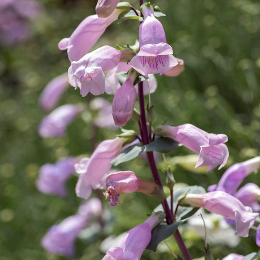 Grandifora Purple Beardtongue – Perennial Flower Seeds