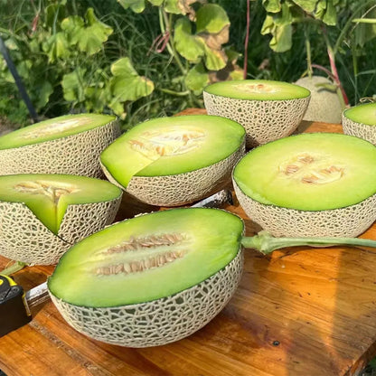 Coconut Melon Fruit Seeds