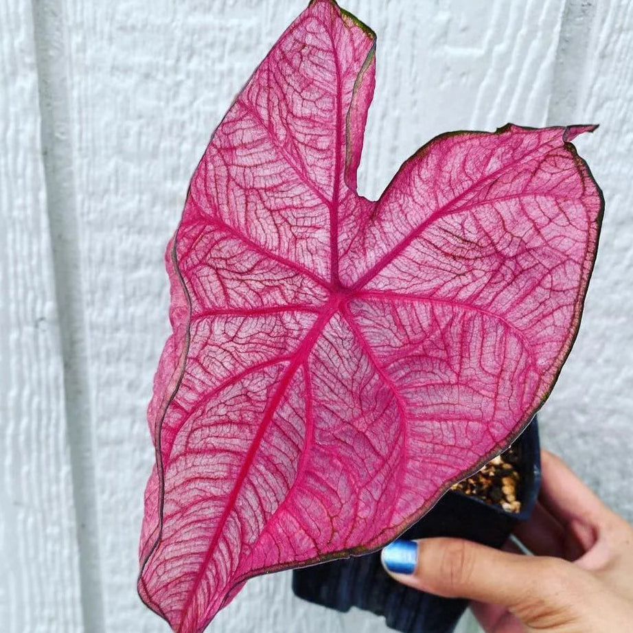Caladium bicolor ‘Fannie Munson’ Ornamental Plant with Pink and Green Foliage