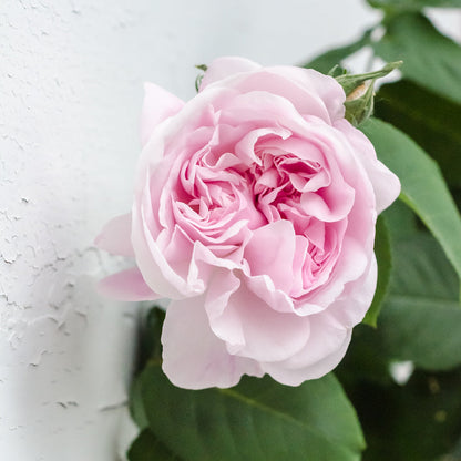 Rosa ‘Fantin-Latour’ Blush and Cream Old Garden Rose Plant