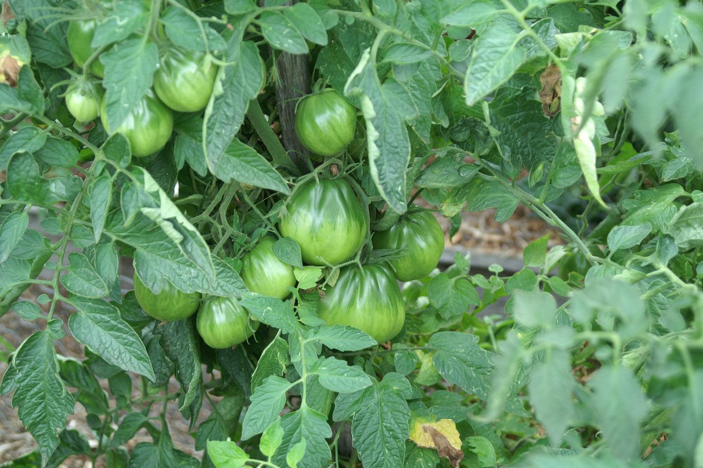 Yugoslavian Tomato Seeds – Vegetable Garden Seeds
