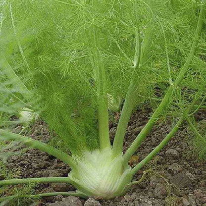 Fennel Florence Anise Foeniculum Vulgare – Culinary Herb Garden Seeds