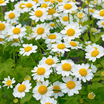 Feverfew Tanacetum Parthenium – Garden Herb Flower Seeds