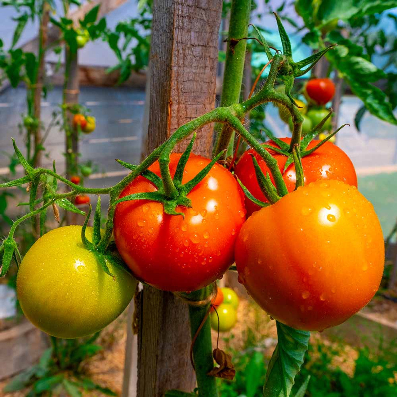 Floradade Tomato – Classic Red Vegetable Seeds
