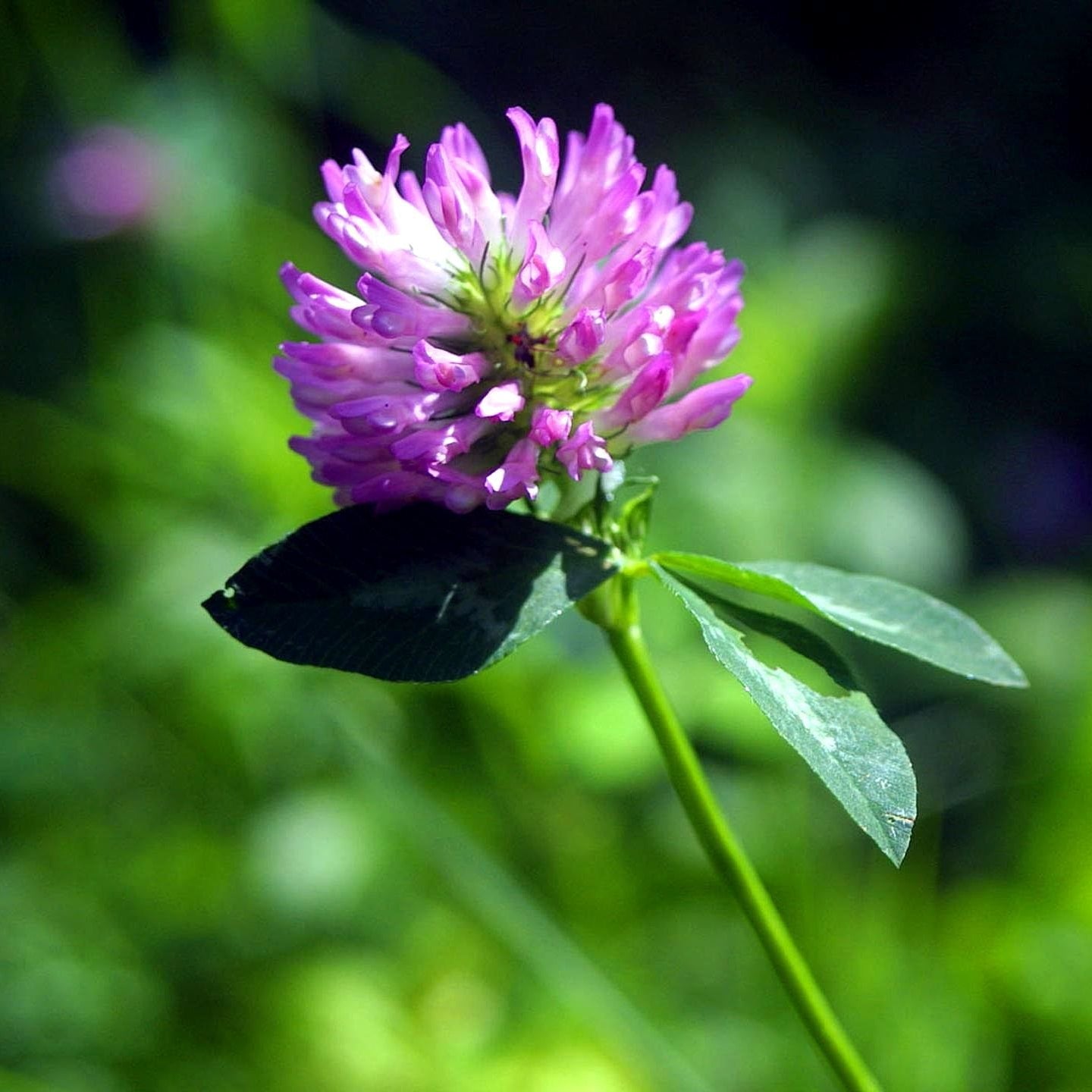 Wild Forest Flower Seeds – Heirloom, Non-GMO, Mixed Woodland Blooms for Planting