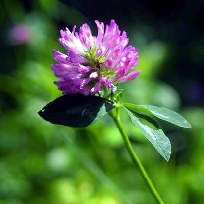 Wild Forest Flower Seeds – Heirloom, Non-GMO, Mixed Woodland Blooms for Planting