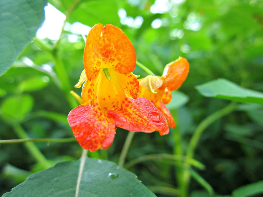 Fresh Jewelweed Impatiens Capensis Touchmenot From Organic For Lbs – Garden Flower Seeds