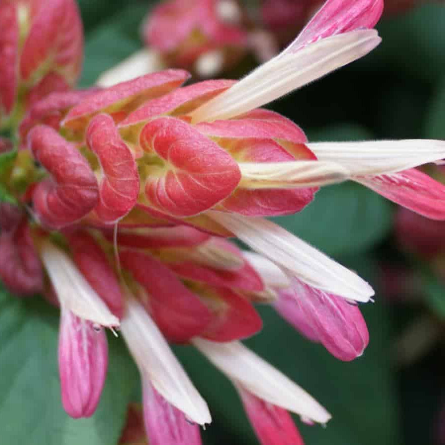 Pachystachys Red Shrimp Plant Seeds – Compact Tropical Flowering Plant for Gardens