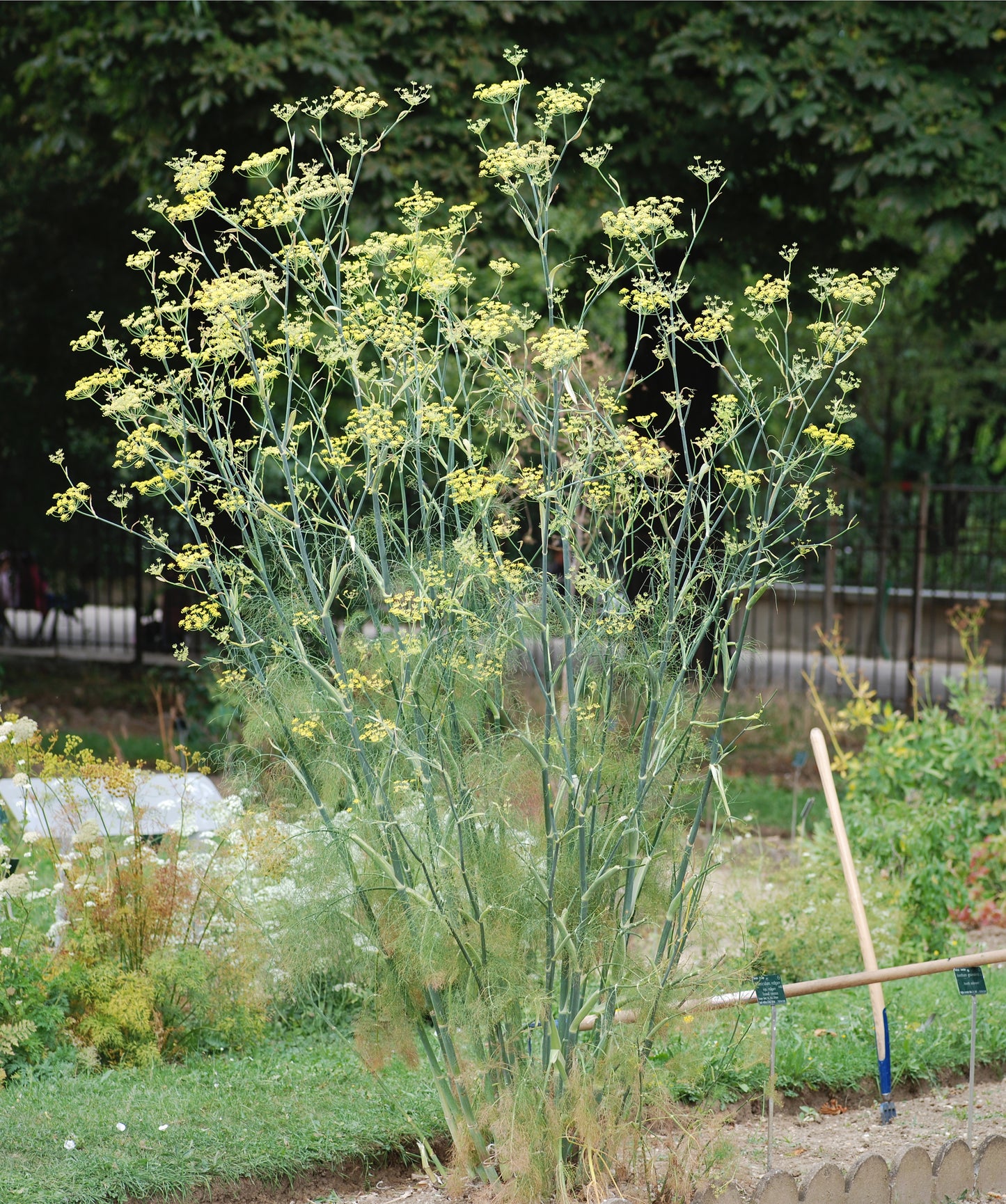 Fennel Florence Anise Foeniculum Vulgare – Culinary Herb Garden Seeds