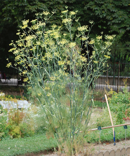 Fennel Florence Anise Foeniculum Vulgare – Culinary Herb Garden Seeds