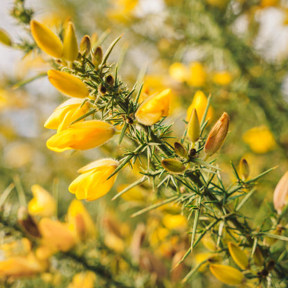 Dwarf Gorse Shrub Seeds (Ulex minor) – Compact Evergreen Shrub, Hardy and Low-Maintenance