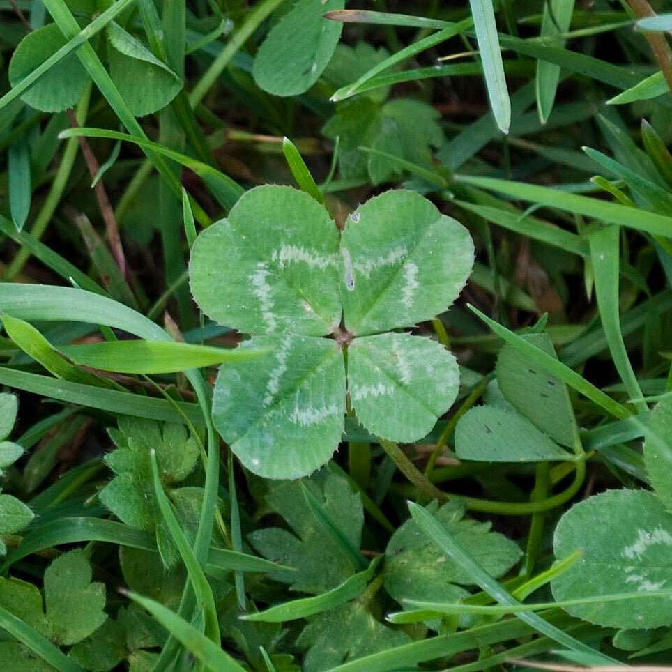 Lucky Clover Mix Seeds for Planting – Four-Leaf and Standard Clover, Heirloom, Non-GMO, Easy to Grow