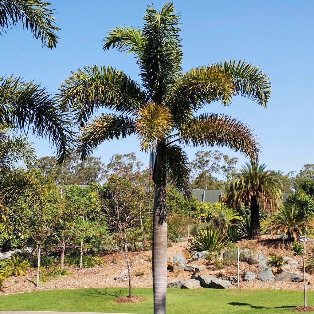 Foxtail Palm Wodyetia Bifurcata – Ornamental Tropical Tree Seeds