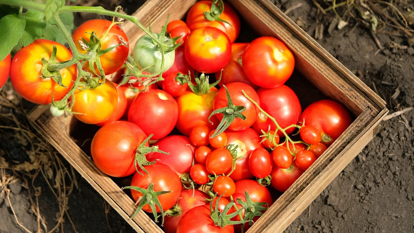 Sleeping Giant Tomato – Heirloom Vegetable Garden Seeds