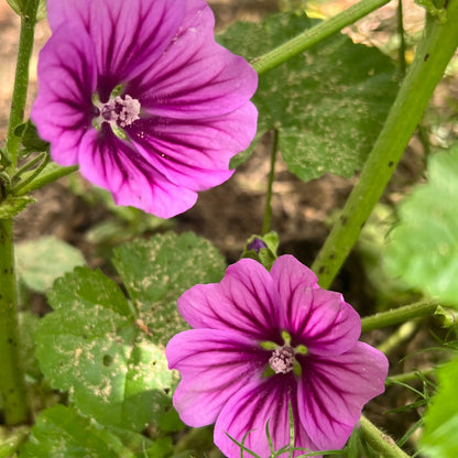 Malva Mystic Merlin – Perennial Flower Seeds
