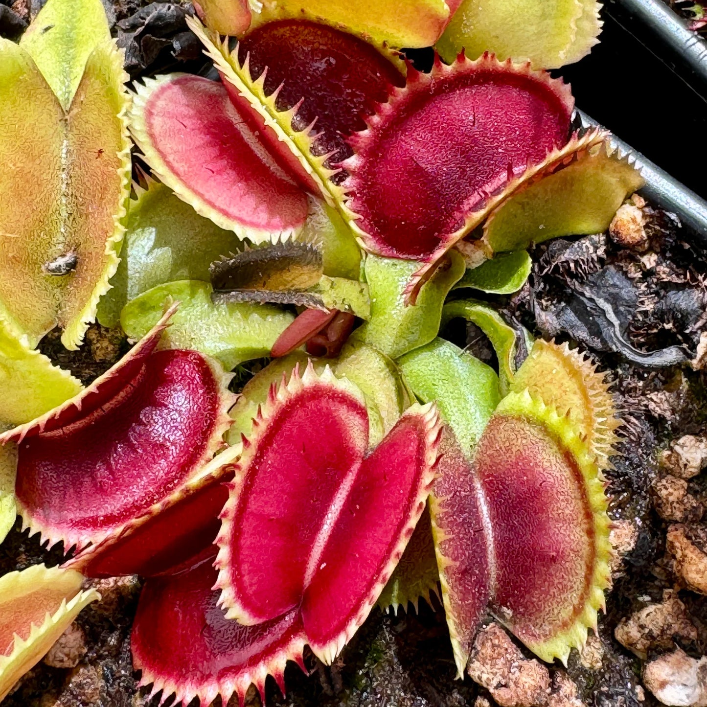 Venus Flytrap ‘Sawtooth’ Seeds – Non-GMO, Heirloom, Easy to Grow Carnivorous Plant Variety