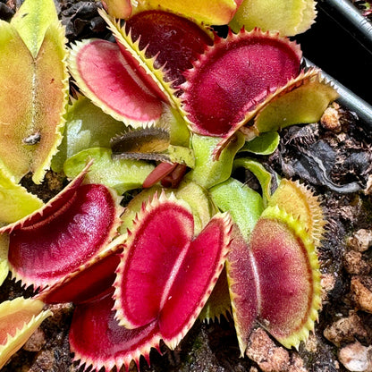 Venus Flytrap ‘Sawtooth’ Seeds – Non-GMO, Heirloom, Easy to Grow Carnivorous Plant Variety