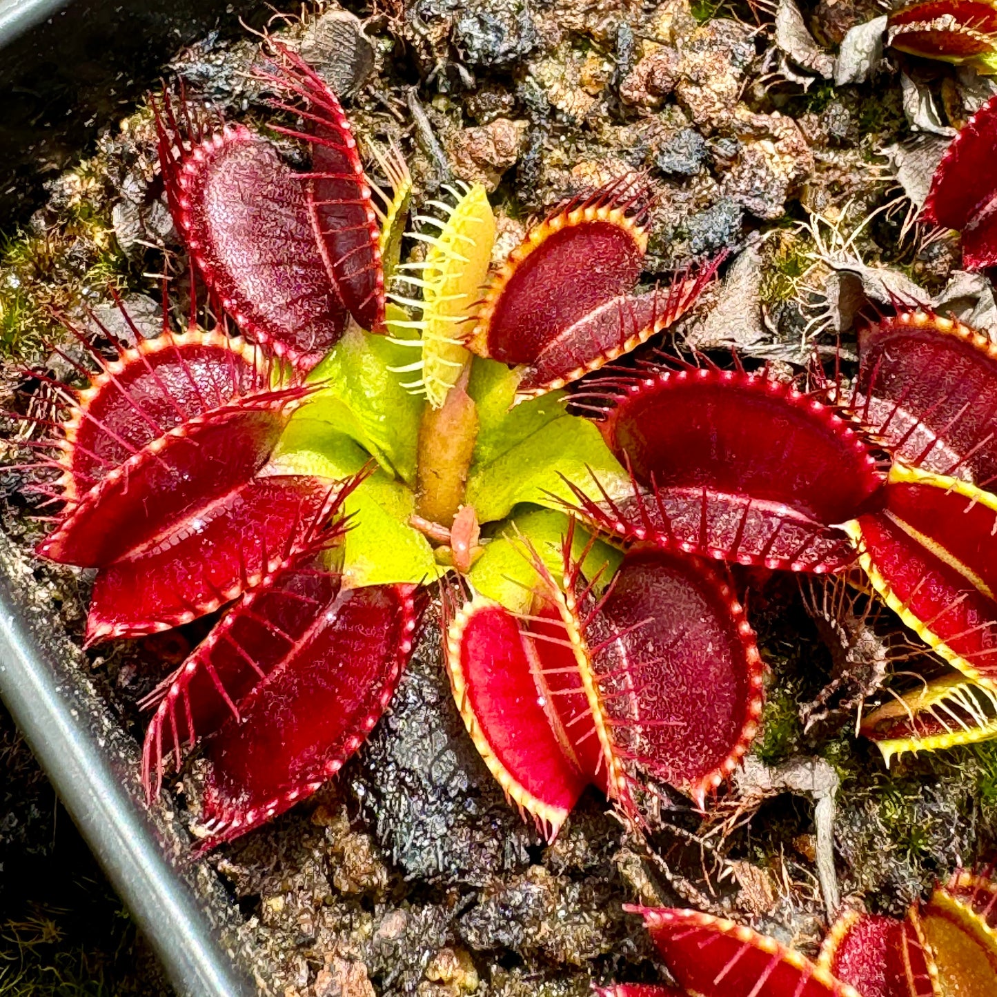 Venus Flytrap ‘Royal Red’ Seeds – Heirloom, Non-GMO, Carnivorous Plant Variety