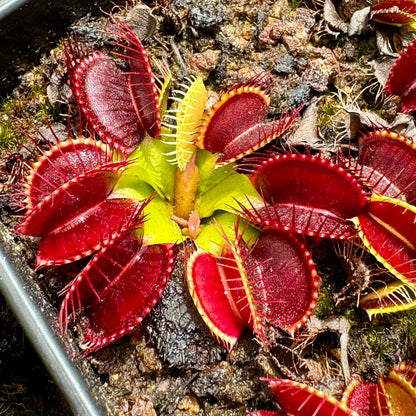 Venus Flytrap ‘Royal Red’ Seeds – Heirloom, Non-GMO, Carnivorous Plant Variety
