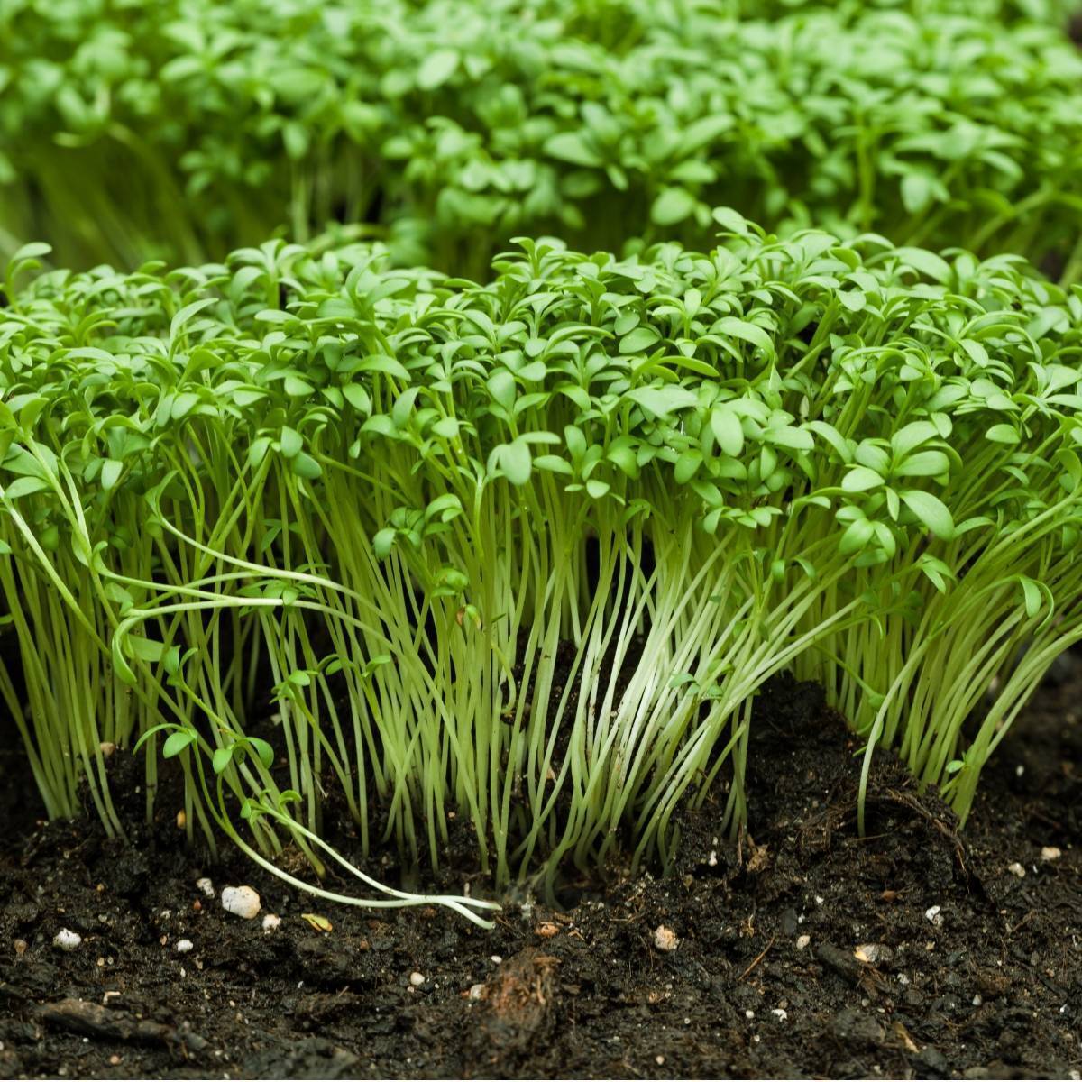 Cress Curled Peppergrass Lepidium Sativum – Hardy Garden Herb Seeds