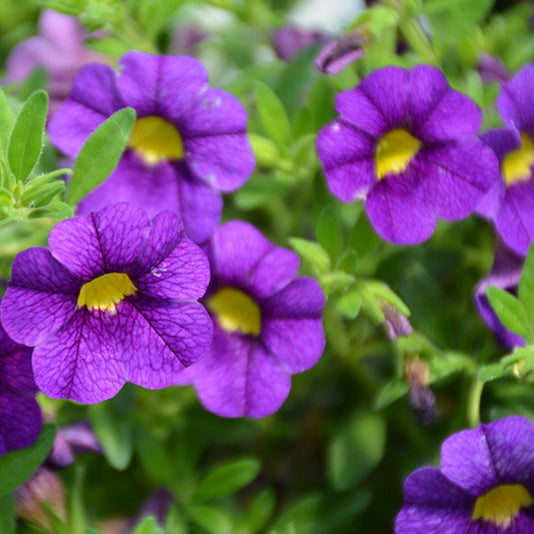 Superbells Blue Calibrachoa Seeds Deep Blue Million Bells Trailing Blooms for Hanging Baskets