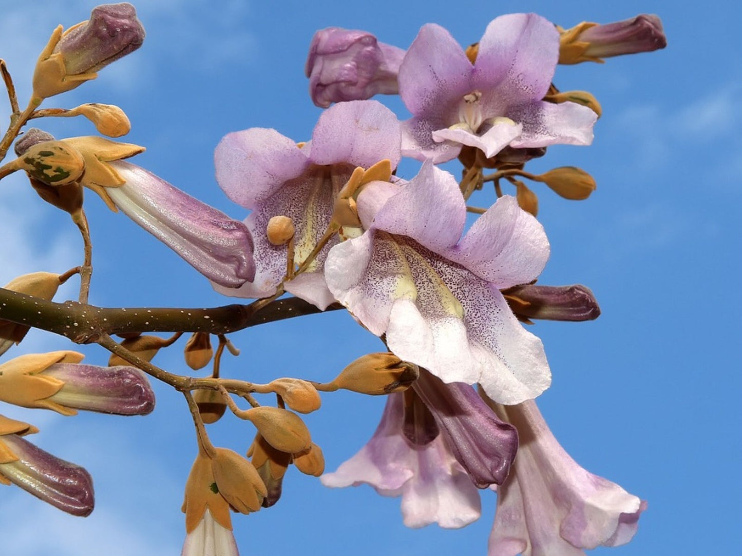 Royal Empress Tree – Perennial Fruit Seeds