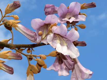 Royal Empress Tree – Perennial Fruit Seeds