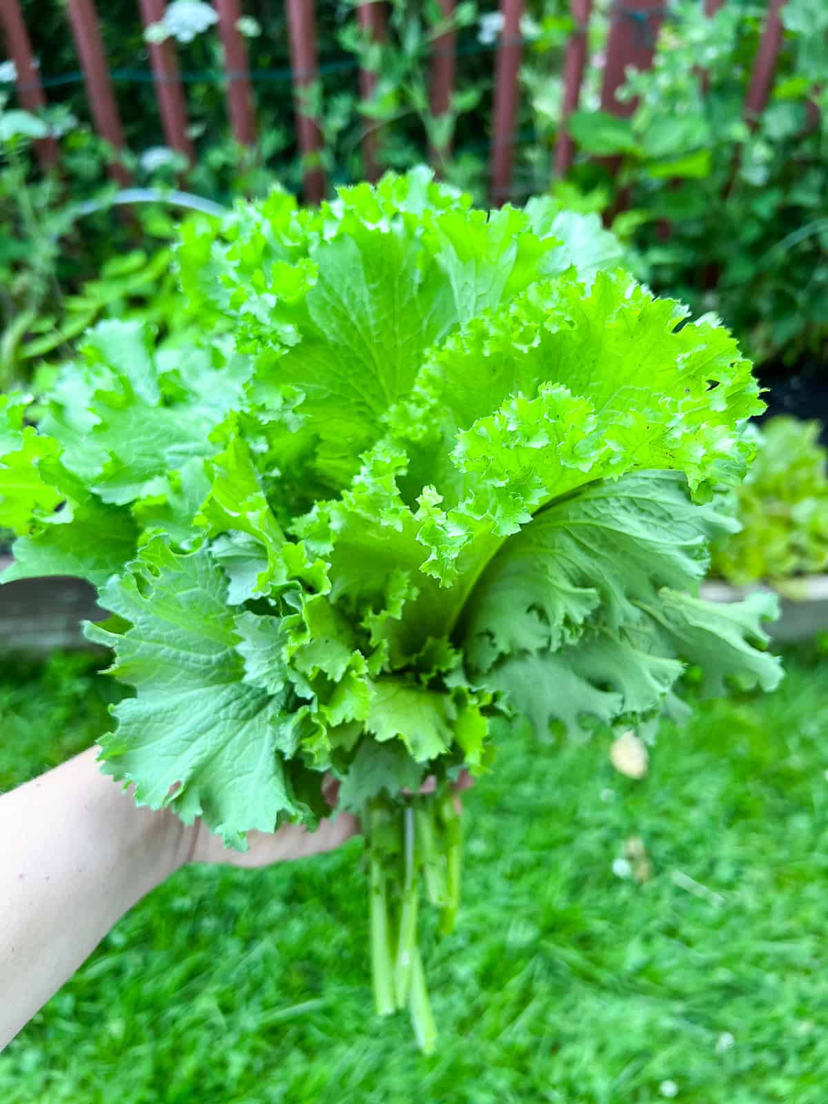 Asian Mustard Green Brassica – Hardy Vegetable Garden Seeds